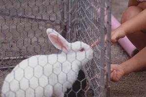 札幌中央区の猫専用＆犬専用のストレスフリー動物病院：緑の森どうぶつ病院 さっぽろ病院の全体像と特徴