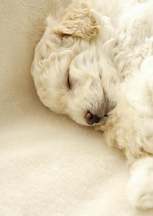 マンチカン猫の特徴と飼い方を徹底解説！