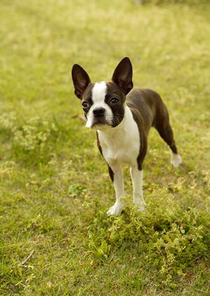 年中無休の夜間動物病院は救世主