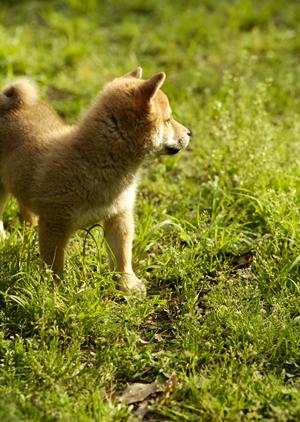 ペットと一緒に安心移動！タクシーを利用したペット輸送完全ガイド