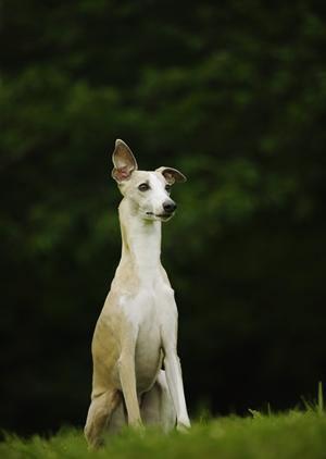 ニーナオットソンの安全性について