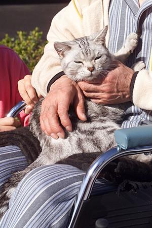 池袋で楽しめる猫カフェを探すなら