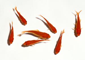 シロアリ駆除の専門会社アサンテ｜即日対応・土日祝も安心の信頼サービス