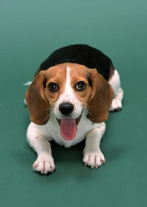 国産で安全なドッグフードを提供する会社