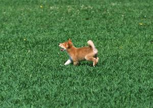 猫の健康を守る！おすすめの療法食と選び方ガイド