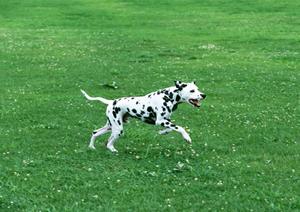 動物病院をお探しならここがおすすめ