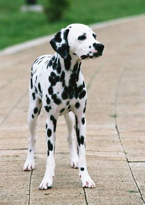 犬の健康管理におすすめ！療法食の選び方と栄養バランスの重要性【最新情報】