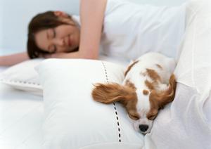 豆柴の子犬を関西方面で探す人に紹介です