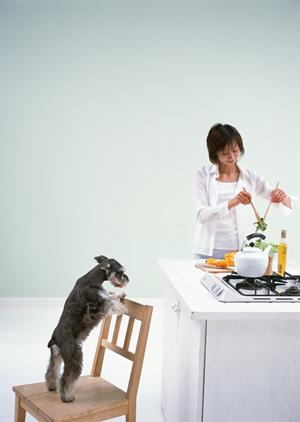 京都市で動物と飼い主に優しい動物病院