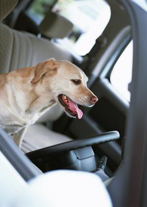 シロアリ駆除の安心サービス｜アサンテ【土日祝日も対応、即日施工可能】